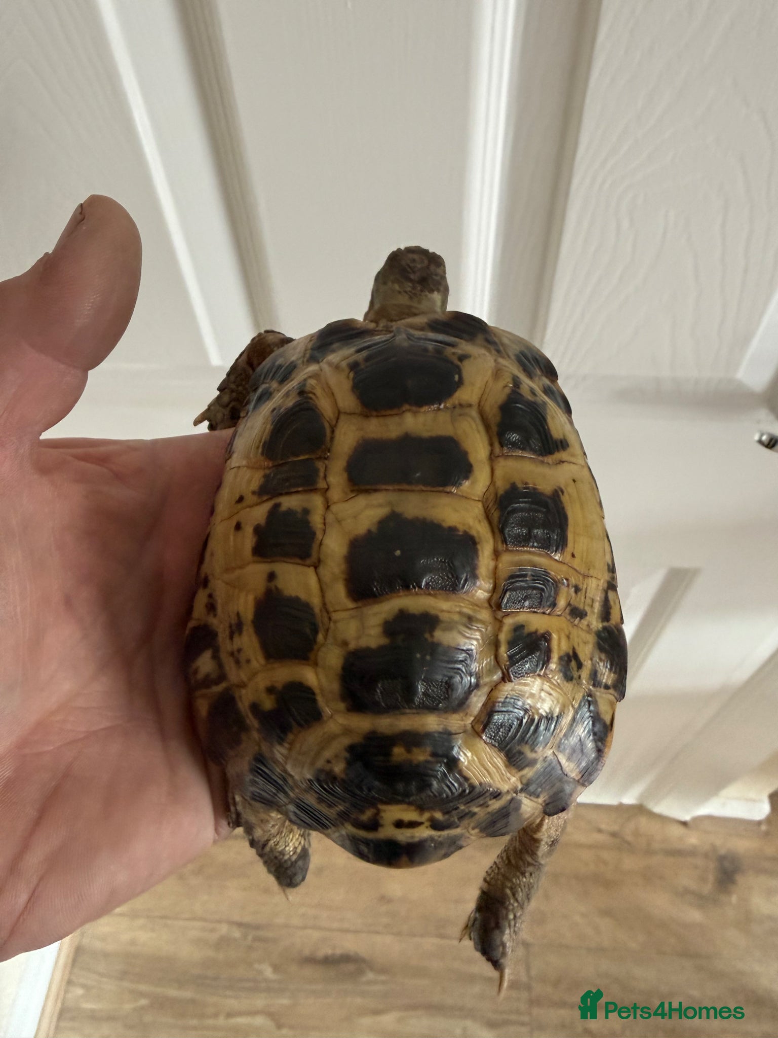 Tortoise reptiles 6 year old adult male Horsfield Tortoise - Advert 2