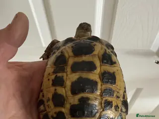 Tortoise reptiles 6 year old adult male Horsfield Tortoise - Advert 2