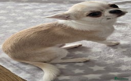Chihuahua dogs for sale: KC CREAM & WHITE BOY - Image 8