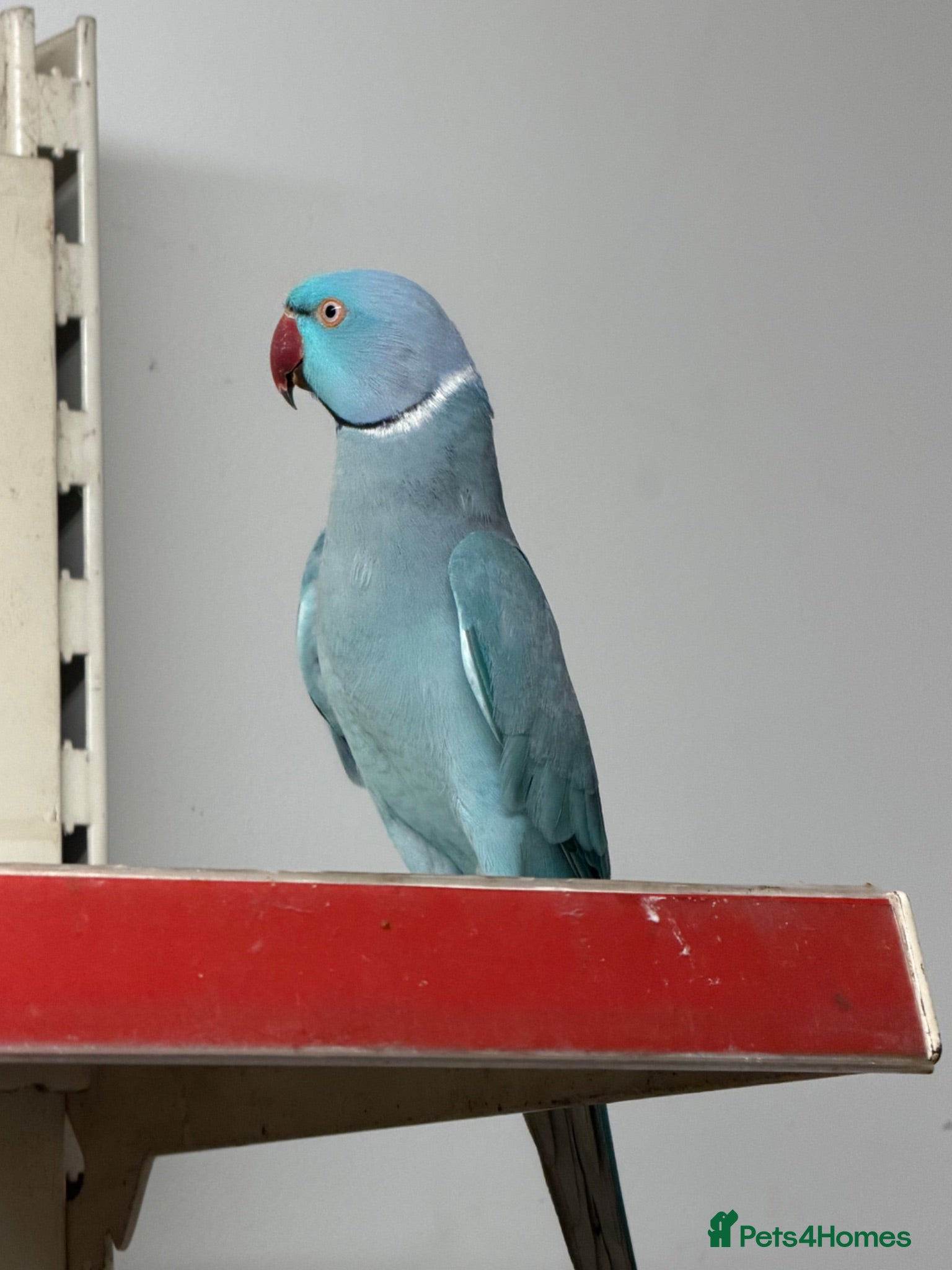 Ringnecks birds  for sale beautiful pair  - Advert 1