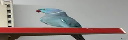Ringnecks birds for sale:  for sale beautiful pair  - Advert 1