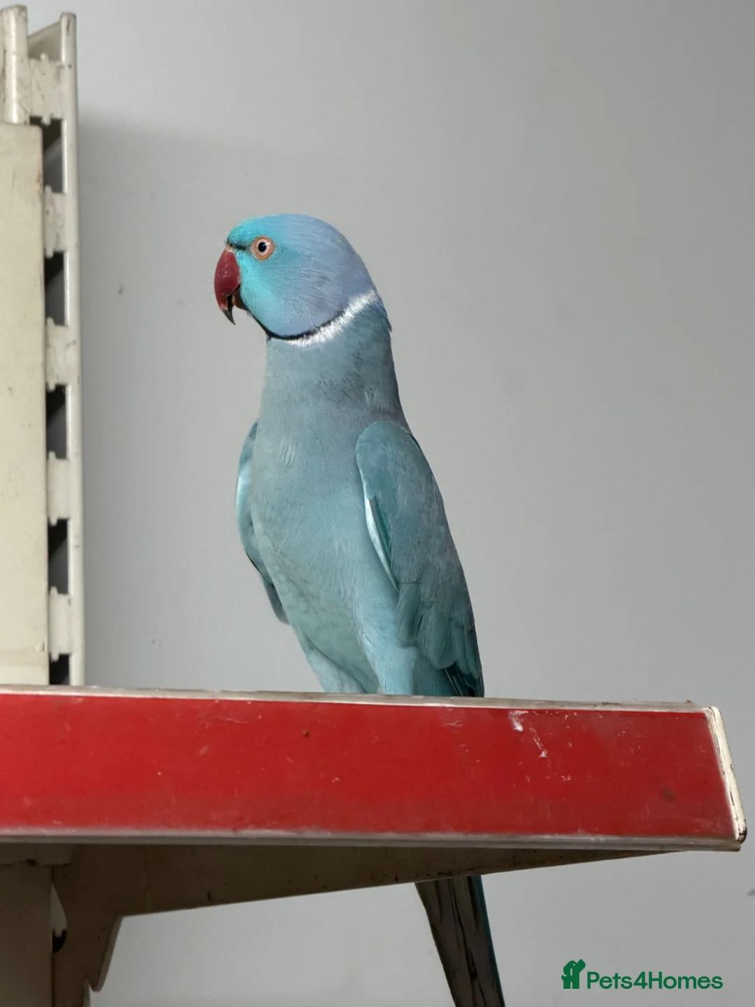 Ringnecks birds for sale:  for sale beautiful pair  - Advert 1