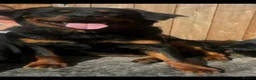 Rottweiler dogs for stud: Rottweiler at stud ( long haired )  - Advert 14