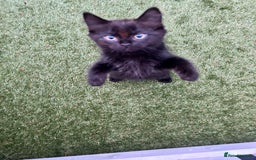 Mixed Breed cats for sale: Ragdoll x breed - Image 11