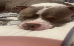American Bully dogs for sale: Male American bully  - Image 8