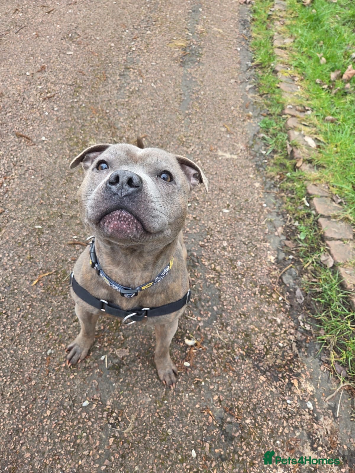 Staffordshire Bull Terrier dogs KC reg Blue brindle Staffordshire bull terrier  - Advert 3