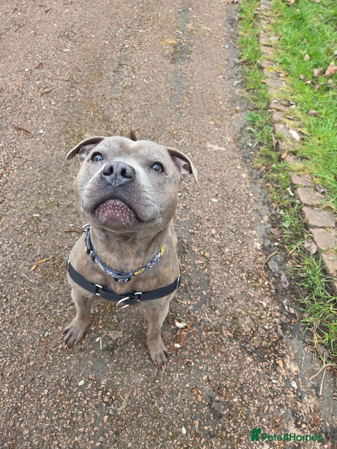 Staffordshire Bull Terrier dogs for stud: KC reg Blue brindle Staffordshire bull terrier  in Glasgow - Advert 1