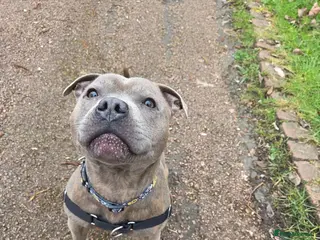 Staffordshire Bull Terrier dogs KC reg Blue brindle Staffordshire bull terrier - Advert 3