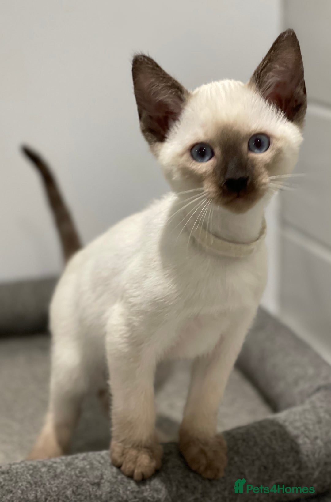 Siamese cats for sale: GCCF Registered Traditional Siamese Kittens  - Image 28