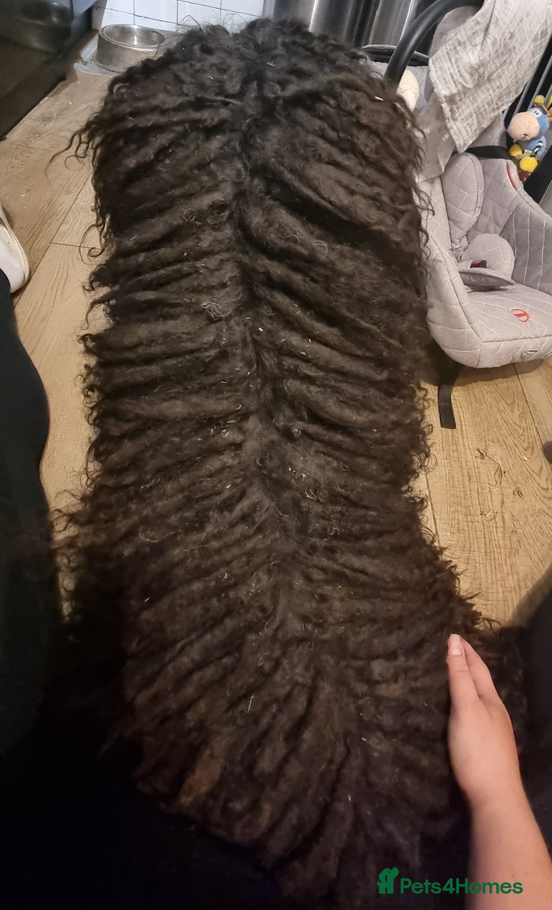 Mixed Breed dogs for sale: French Bulldog × Hungarian Puli Puppies - Advert 12