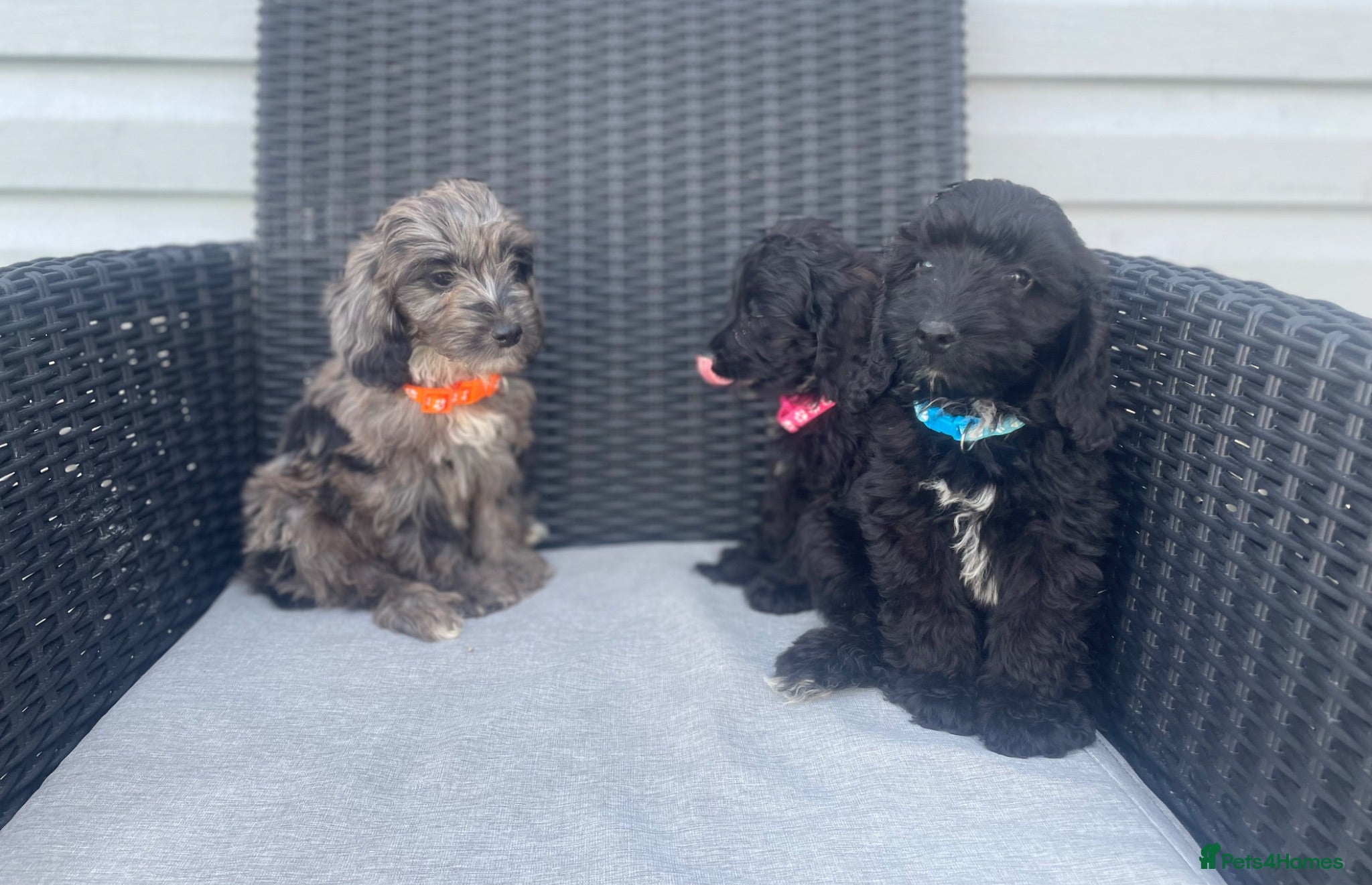 Cockapoo dogs 💙Beautiful F1 pra clear cockapoos ready now  💙💖 - Advert 5