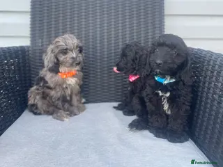 Cockapoo dogs 💙Beautiful F1 pra clear cockapoos ready now 💙💖 - Advert 5