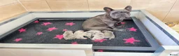 French Bulldog dogs for sale: French Bulldog Pups - KC Registered in Sutton - Advert 9