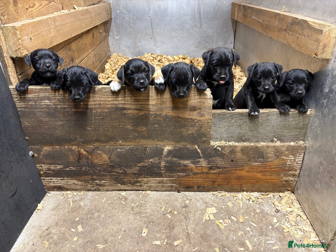 Mixed Breed dogs for sale: Patterdale/Border Terrier for sale  - Image 1