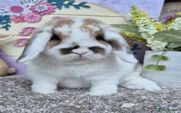 Mini Lop rabbits for sale: Mini lops - Image 10
