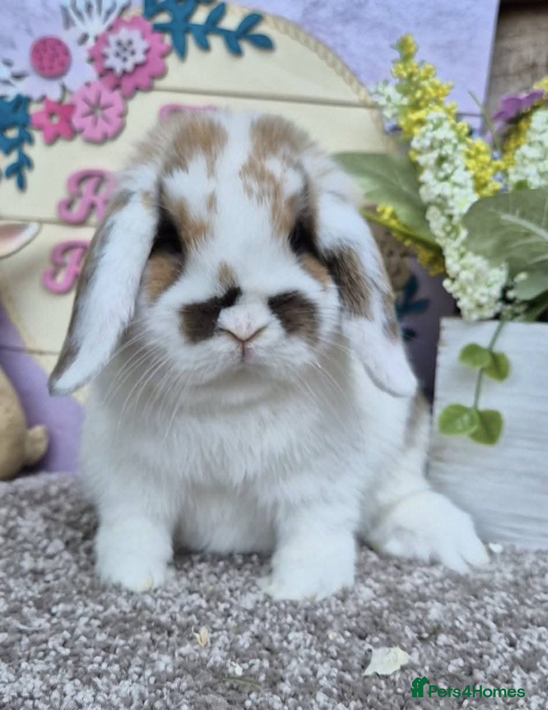 Mini Lop rabbits for sale: Mini lops - Image 10