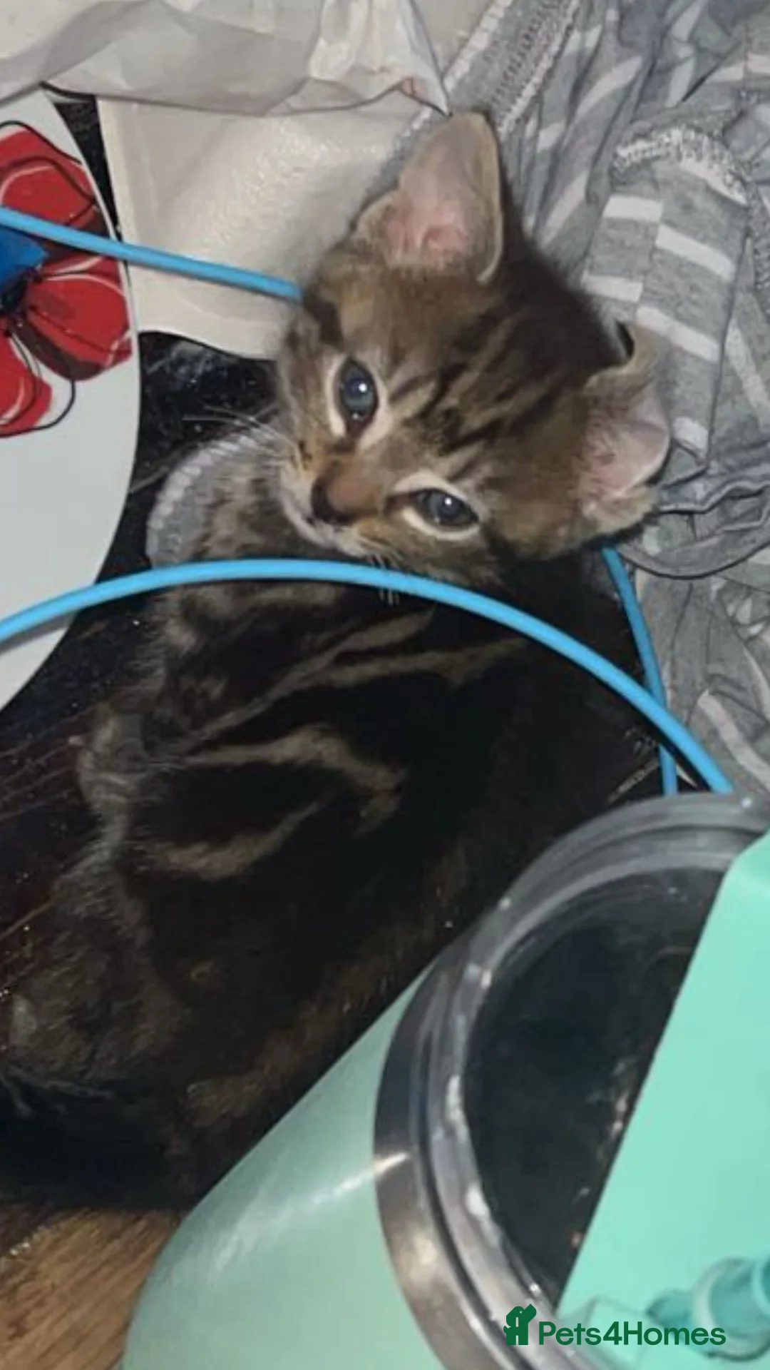 Mixed Breed cats for sale: Mixed breed kittens.  - Advert 2