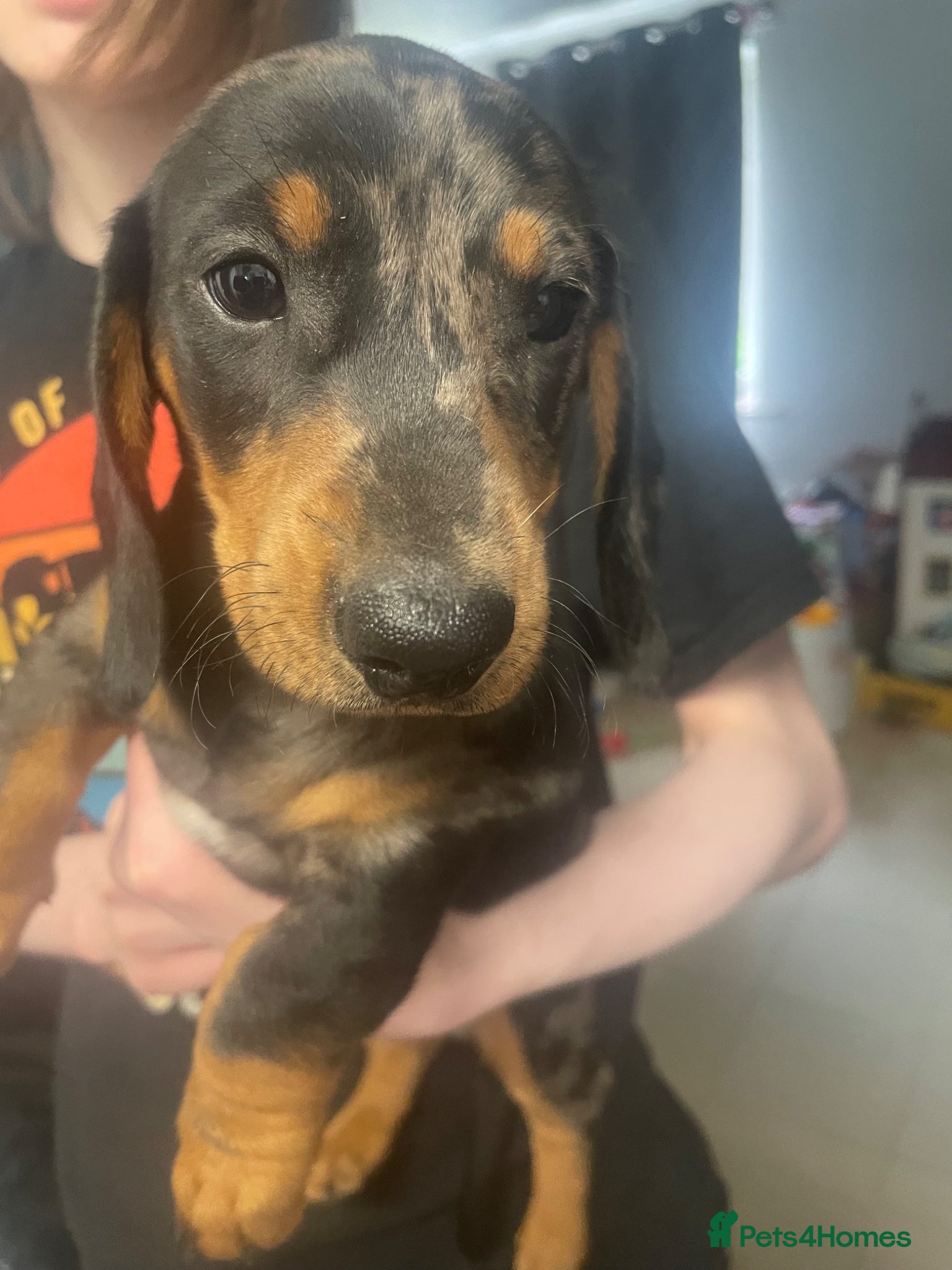 Dachshund dogs Beautiful dachshund pups  - Advert 11