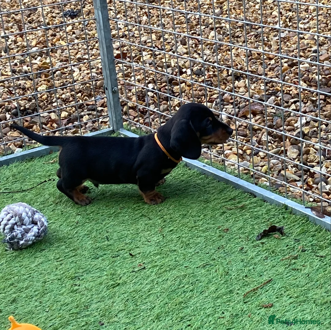 Miniature Dachshund dogs for sale: SOLD SOLD  Miniature Smooth Dachshund Puppues - Advert 3