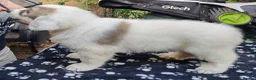Pyrenean Mountain Dog dogs for sale: 3 bitches and 1 dog available, home reared litter in Weston-super-Mare - Advert 14