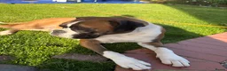 Boxer dogs for sale: Beautiful Boxer Puppies - Advert 7