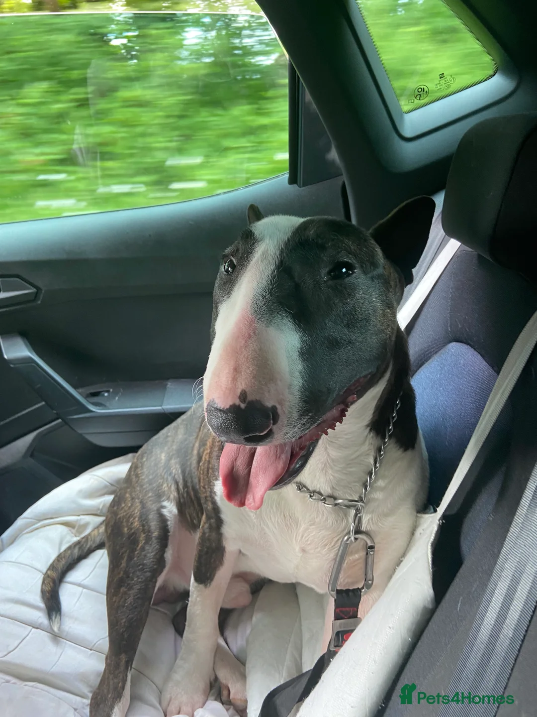 Bull Terrier dogs for stud: English bull terrier Crufts Qualifier  in Croydon - Advert 4