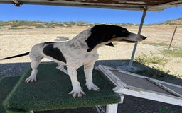 Mixed Breed cats for adoption: Lisbon - Sweetheart Dog with much love to give.  - Image 5