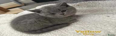 British Shorthair Kitten 2