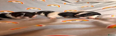 Jack Russell 2