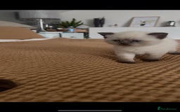 British Shorthair cats for sale: READY NOW SEAL POINTED BRITISH SHORTHAIR MALE in Ingatestone - Image 7