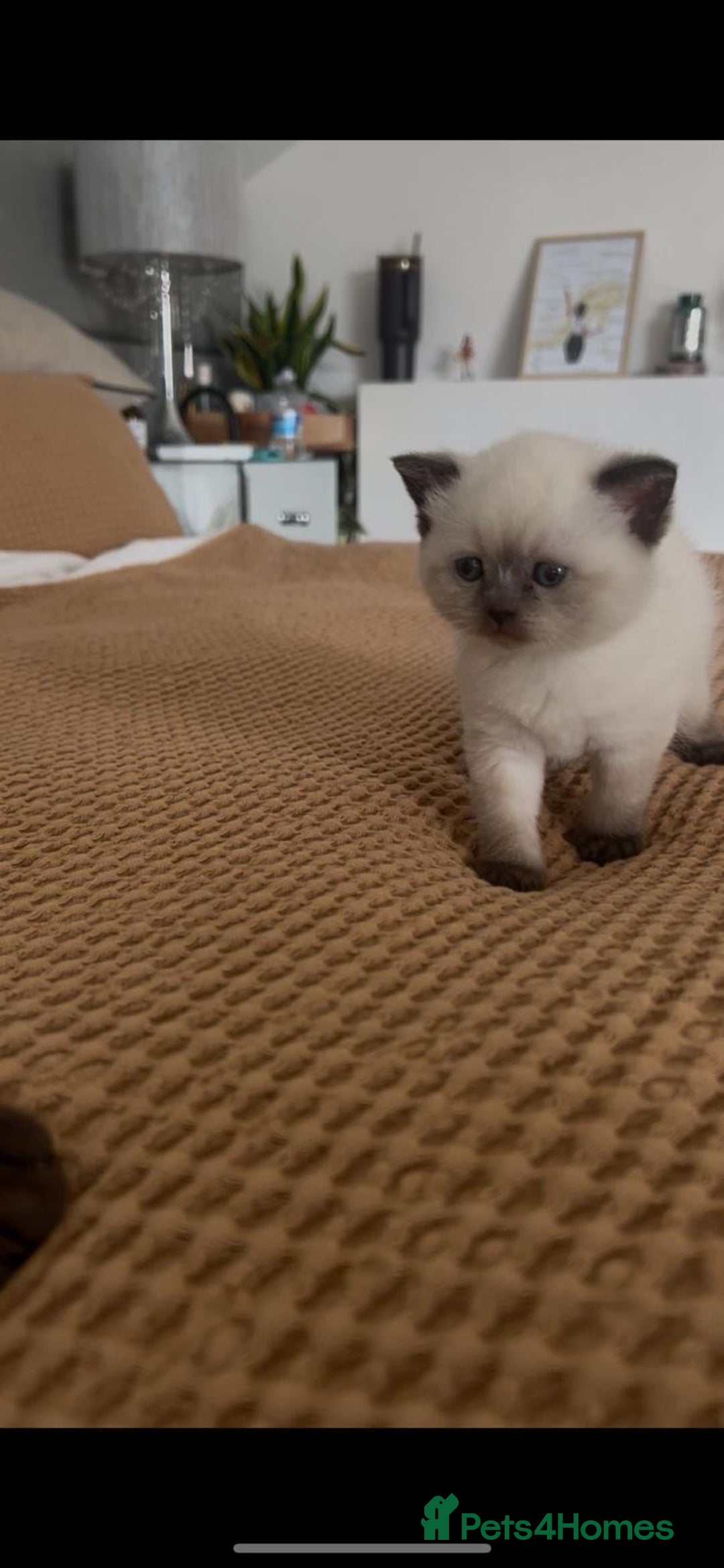 British Shorthair cats for sale: READY NOW SEAL POINTED BRITISH SHORTHAIR MALE in Ingatestone - Image 7