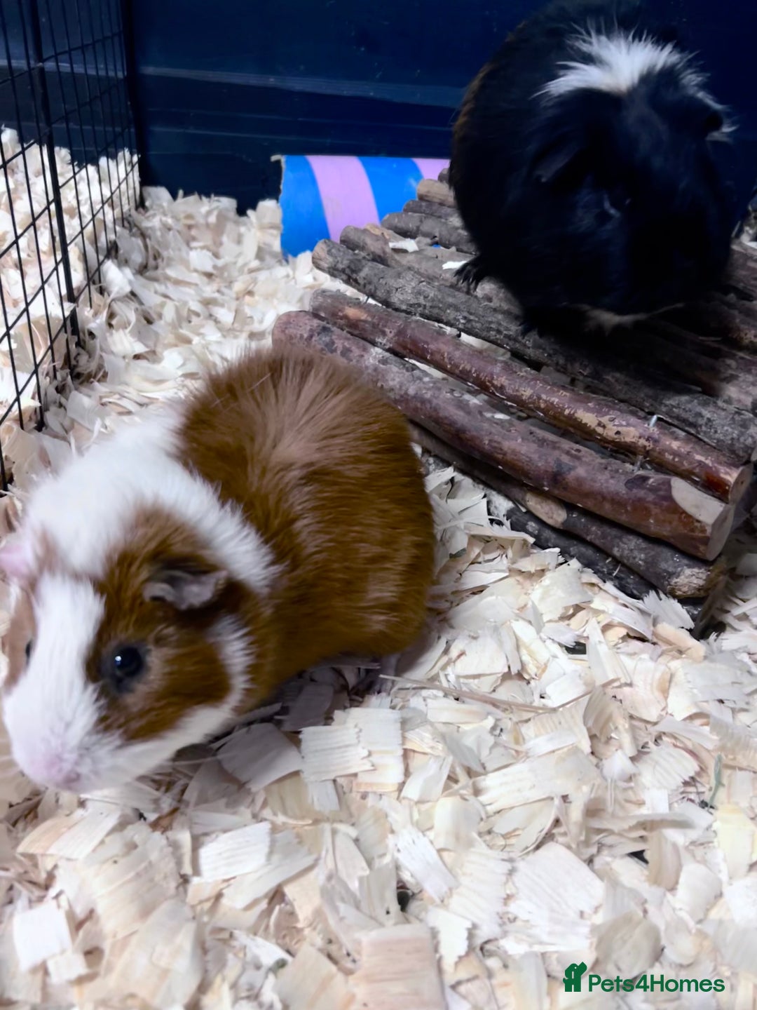 Guinea Pig rodents for sale: Jett & Fox- beautiful pair of bonded boys  - Advert 8