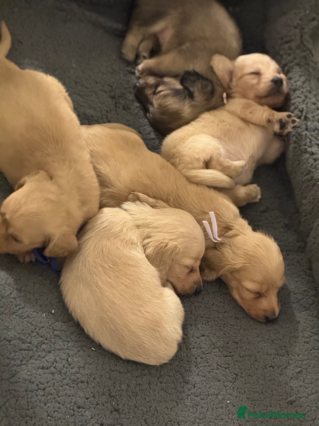 Miniature Dachshund dogs for sale: Miniature Dachshunds longhaired puppies - Advert 7