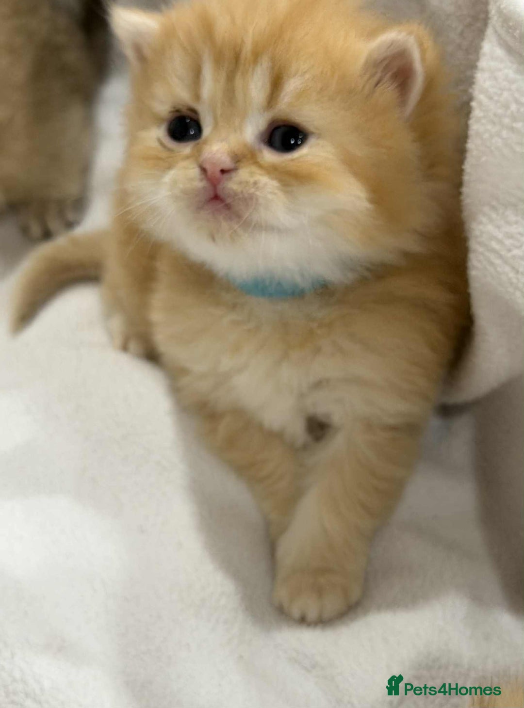 British Longhair cats for sale: ⭐️STUNNING GOLDEN BRITISH LONGHAIR TICA KITTENS⭐️ - Advert 18