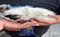 Guinea Pig rodents for sale: Guinea pigs for sale - Image 6