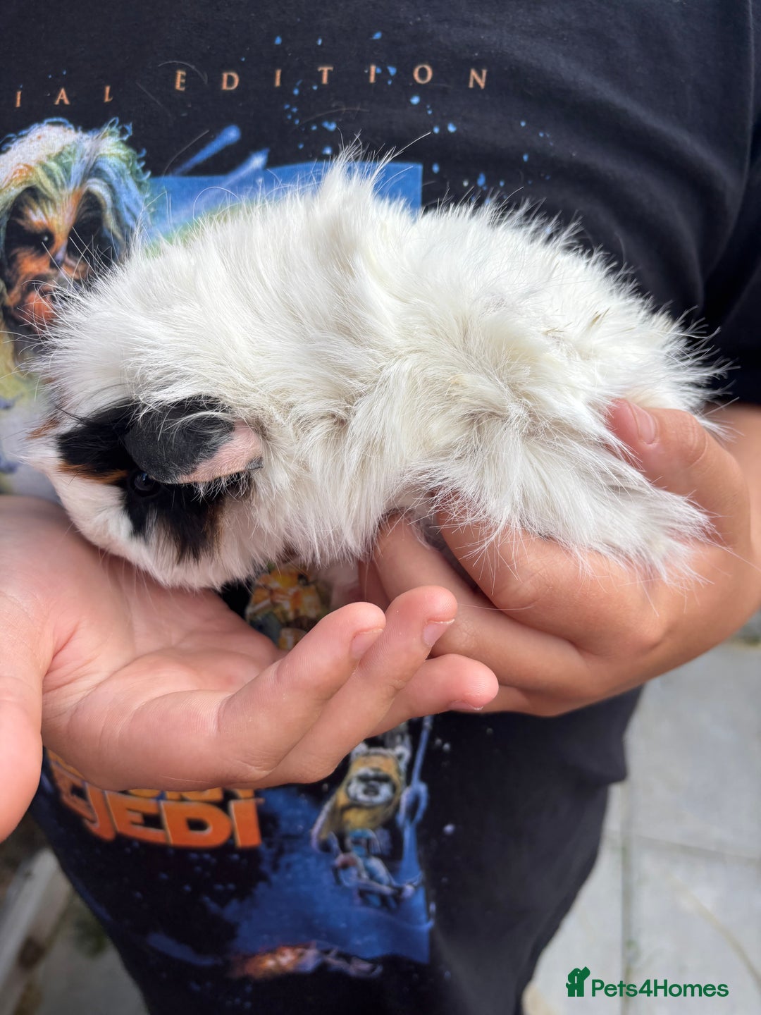 Guinea Pig rodents for sale: Guinea pigs for sale - Image 6