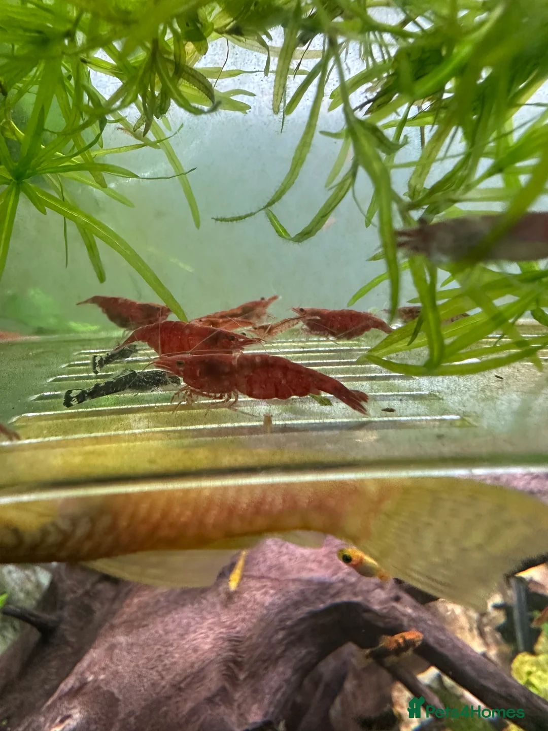 Plecos fish for sale: Juvenile bn plecos - cherry shrimp - swordtails - Advert 8