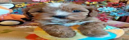 Cavapoo dogs for sale: Quality true mini Cavapoo pups DNA tested parents. - Advert 5