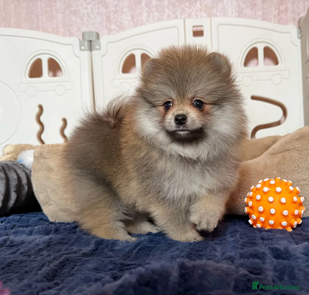 Pomeranian dogs for sale: Teddy Face Poms Puppies European Champion Lines - Advert 4
