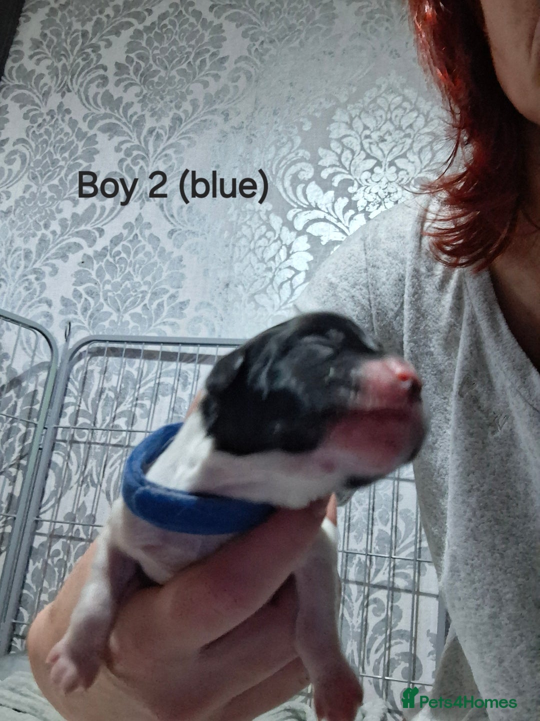 Sprocker dogs for sale: Sprocker/Springer Spaniel pups - Advert 10