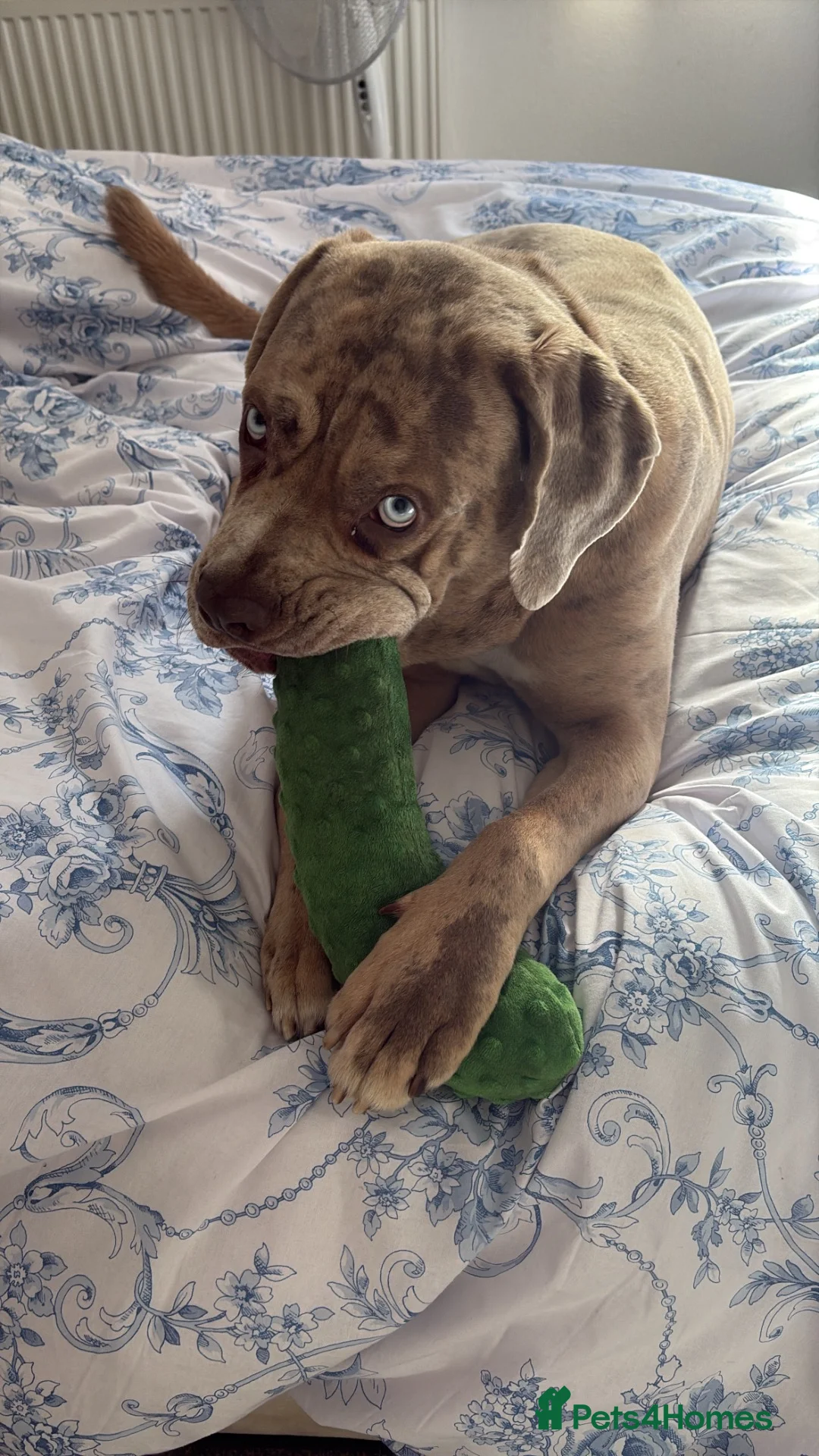 Cane Corso dogs for sale: Rehoming our Cane Corso - Advert 3