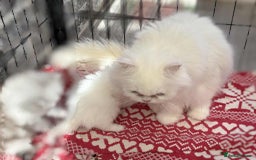 Persian cats for sale: Pure chinchilla doll face Persian kittens - Image 19