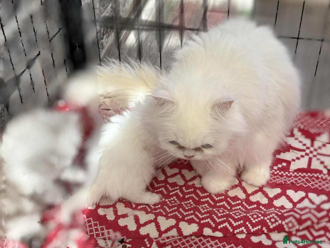 Persian cats for sale: Pure chinchilla doll face Persian kittens - Image 19