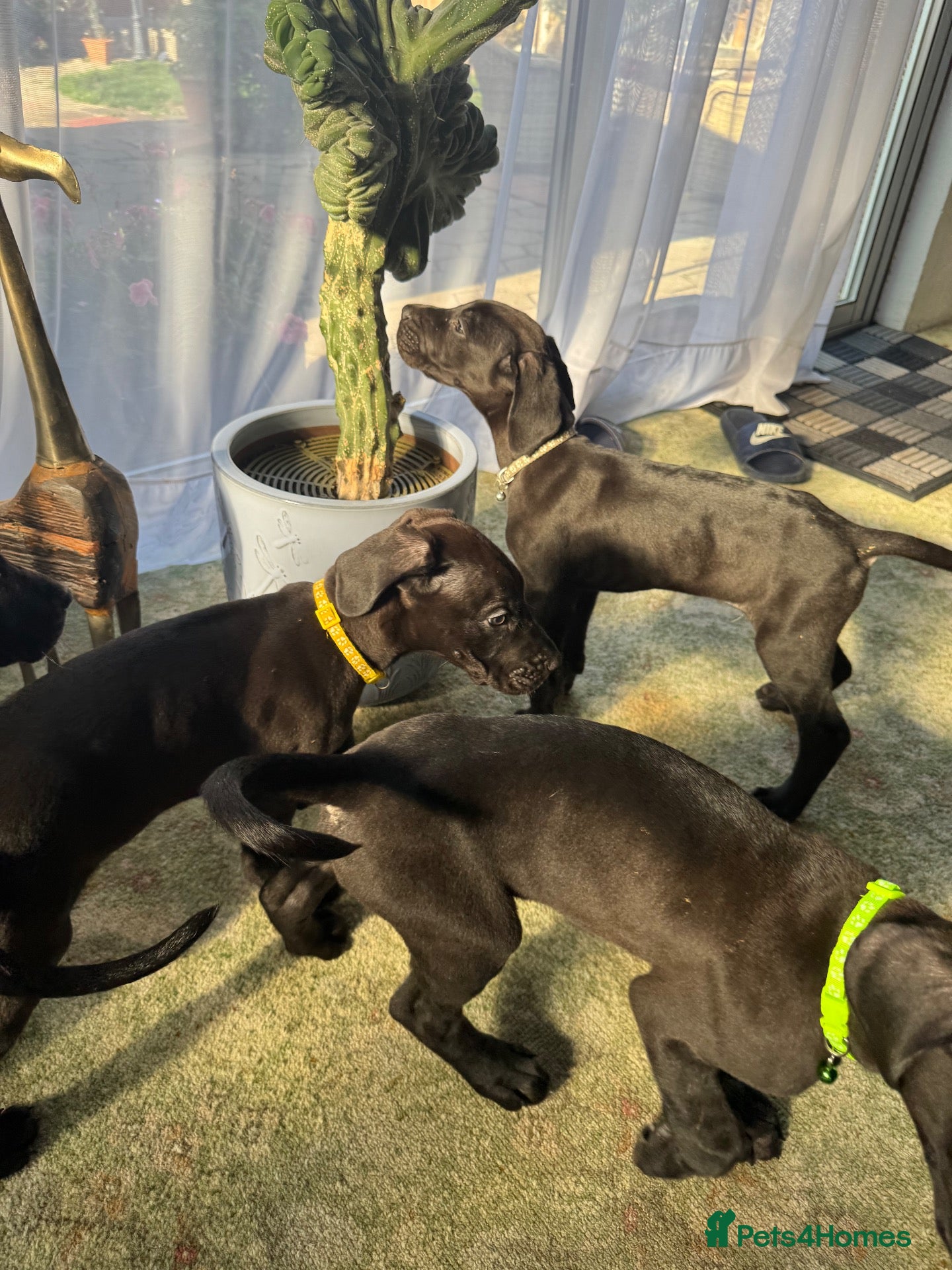 Great Dane dogs for sale: Ready now! Beautiful KC Great Dane puppies  - Advert 1