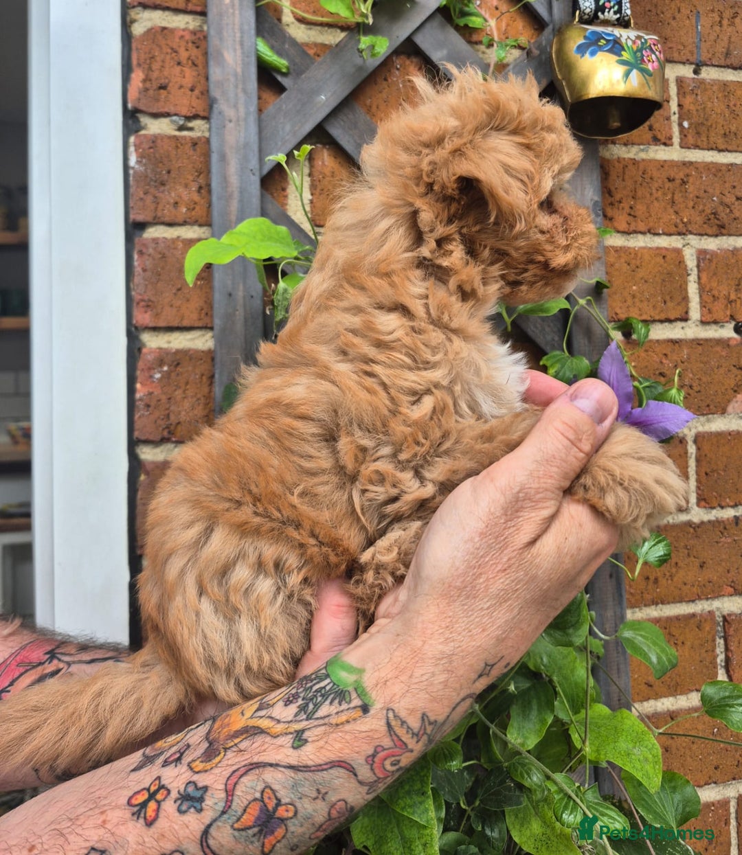 Maltipoo dogs for sale: Amazing TeddyBear Asian Korean Maltipoo puppies - Image 25
