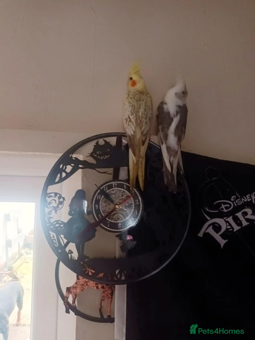 Cockatiels birds for sale: 2x Cockatiels ( bonded pair) aprox 1.5 yo in Hull - Advert 1