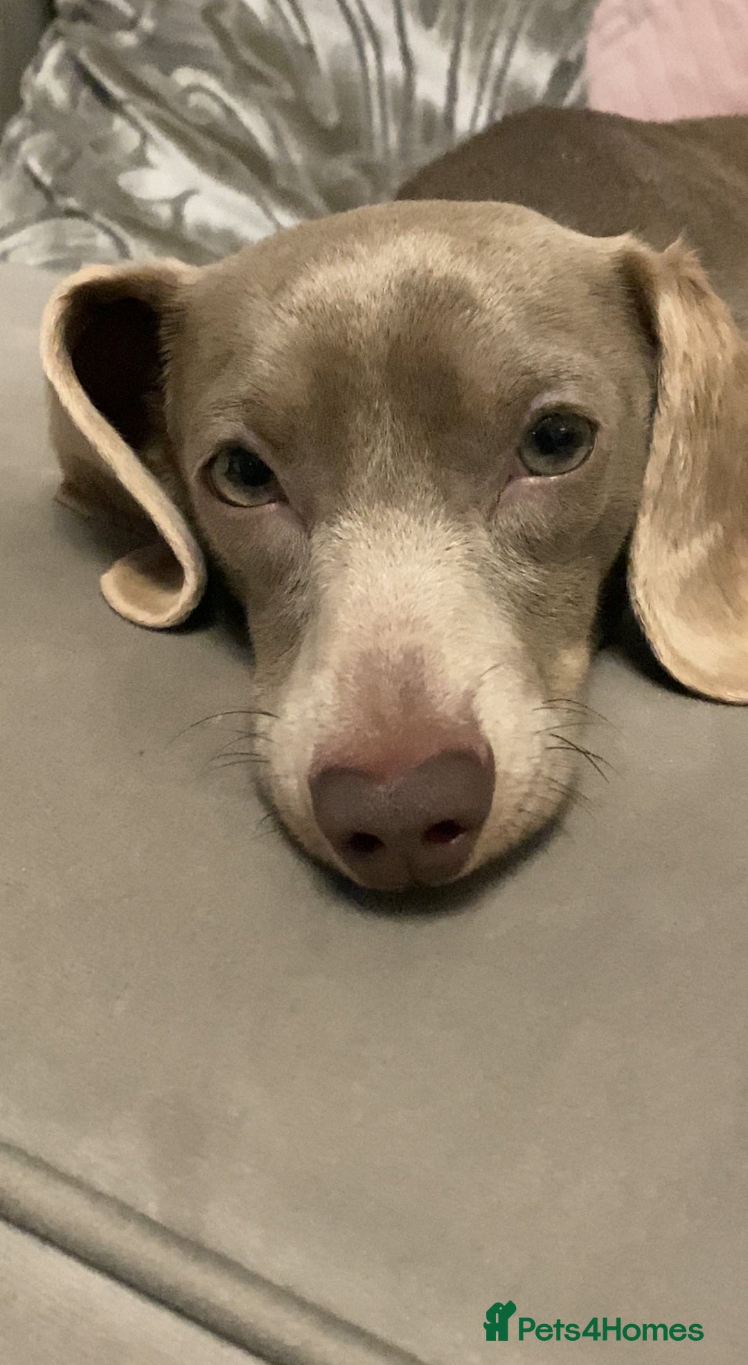 Dachshund dogs for sale: Miniature Dashaund  - Advert 4