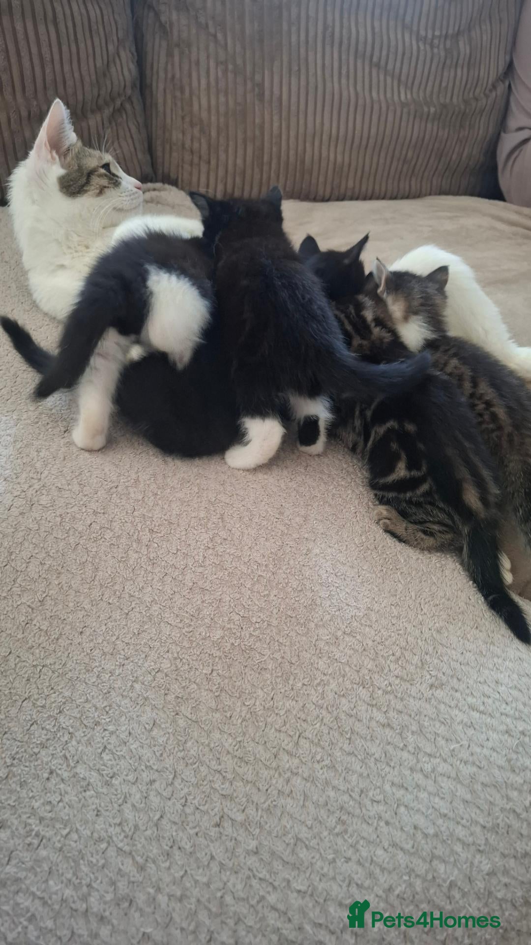 Mixed Breed cats 5 kittens - Advert 1