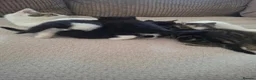 Mixed Breed cats for sale: 5 kittens - Advert 1