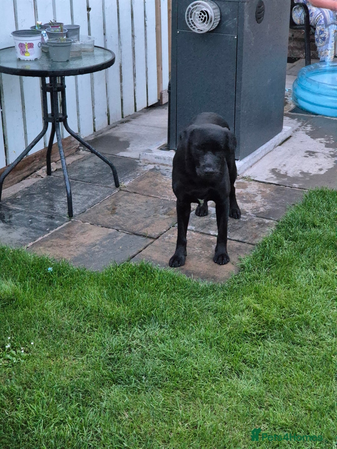 Springador dogs for sale: Labrador  - Image 2